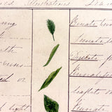 Bessie Slater's Beautiful 19th Century Ink and Watercolor Botany Chart: Leaves