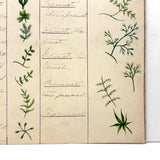 Bessie Slater's Beautiful 19th Century Ink and Watercolor Botany Chart: Leaves