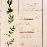 Bessie Slater's Beautiful 19th Century Ink and Watercolor Botany Chart: Leaves