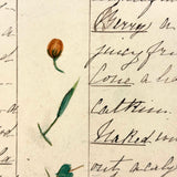 Bessie Slater's Beautiful 19th Century Ink and Watercolor Botany Chart: Flower Parts & Seeds