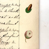 Bessie Slater's Beautiful 19th Century Ink and Watercolor Botany Chart: Flower Parts & Seeds