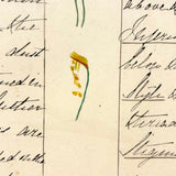 Bessie Slater's Beautiful 19th Century Ink and Watercolor Botany Chart: Flower Parts & Seeds