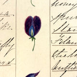 Bessie Slater's Beautiful 19th Century Ink and Watercolor Botany Chart: Flower Parts & Seeds