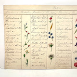 Bessie Slater's Beautiful 19th Century Ink and Watercolor Botany Chart: Flower Positions
