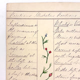 Bessie Slater's Beautiful 19th Century Ink and Watercolor Botany Chart: Flower Positions