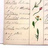 Bessie Slater's Beautiful 19th Century Ink and Watercolor Botany Chart: Flower Positions