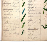 Bessie Slater's Beautiful 19th Century Ink and Watercolor Botany Chart: Stems, Appendages, Calices