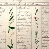 Bessie Slater's Beautiful 19th Century Ink and Watercolor Botany Chart: Stems, Appendages, Calices
