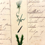 Bessie Slater's Beautiful 19th Century Ink and Watercolor Botany Chart: Stems, Appendages, Calices