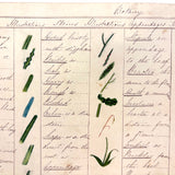 Bessie Slater's Beautiful 19th Century Ink and Watercolor Botany Chart: Stems, Appendages, Calices