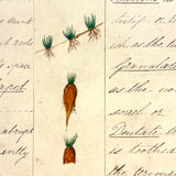 Bessie Slater's Beautiful 19th Century Ink and Watercolor Botany Chart: Roots and Stems