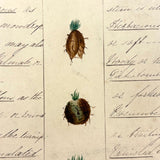 Bessie Slater's Beautiful 19th Century Ink and Watercolor Botany Chart: Roots and Stems