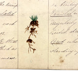 Bessie Slater's Beautiful 19th Century Ink and Watercolor Botany Chart: Roots and Stems