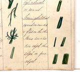 Bessie Slater's Beautiful 19th Century Ink and Watercolor Botany Chart: Roots and Stems