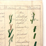 Bessie Slater's Beautiful 19th Century Ink and Watercolor Botany Chart: Roots and Stems