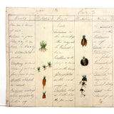 Bessie Slater's Beautiful 19th Century Ink and Watercolor Botany Chart: Roots and Stems