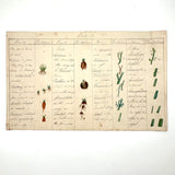 Bessie Slater's Beautiful 19th Century Ink and Watercolor Botany Chart: Roots and Stems