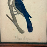 Blue Jay, Lovely c. 1900 Framed Watercolor