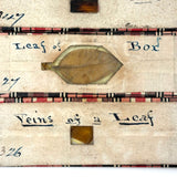 Scarlet Runner, Pith of Elder, Buffalo Horn: Beautiful Set of 18 Victorian Handmade Slides