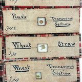 Scarlet Runner, Pith of Elder, Buffalo Horn: Beautiful Set of 18 Victorian Handmade Slides