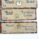 Scarlet Runner, Pith of Elder, Buffalo Horn: Beautiful Set of 18 Victorian Handmade Slides