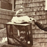 "Roy Powell and Pets," Roxbury, MA, Wonderful July 8, 1896 Mounted Photograph
