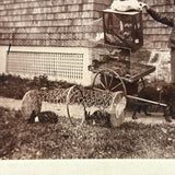 "Roy Powell and Pets," Roxbury, MA, Wonderful July 8, 1896 Mounted Photograph