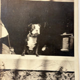 Dog Named Boy in the Window, Old Snapshot Photo