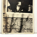 Dog Named Boy in the Window, Old Snapshot Photo