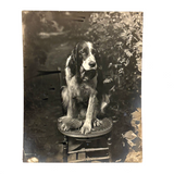 Sweet Old Setter on Spindle Chair, Highy Empathetic Old Silver Print Photo