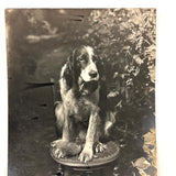 Sweet Old Setter on Spindle Chair, Highy Empathetic Old Silver Print Photo