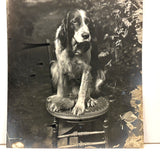 Sweet Old Setter on Spindle Chair, Highy Empathetic Old Silver Print Photo