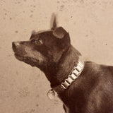 Portrait of a Dog in Chain Collar, c. 1890s H. Ramshaw, Acton, Ontario Cabinet Card Photo