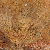 Lush Victorian Sea Moss Composition with Cut Paper Urn, Mid 19th Century, Period Oak Frame