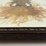 Lush Victorian Sea Moss Composition with Cut Paper Urn, Mid 19th Century, Period Oak Frame
