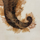 Victorian Sea Moss Composition with Cut Paper Horn, Mid 19th Century, Period Oak Frame