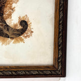 Victorian Sea Moss Composition with Cut Paper Horn, Mid 19th Century, Period Oak Frame