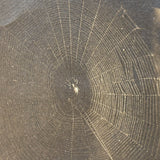 Spider in Web Spun Across Frame, Curious and Beautiful Old Hungarian(?) Photo