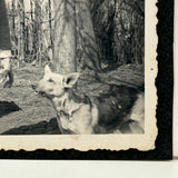 The Power of the Hand: Man and German Shepherd in Backyard, c. 1940s Mounted Snapshot Photo