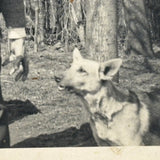 The Power of the Hand: Man and German Shepherd in Backyard, c. 1940s Mounted Snapshot Photo