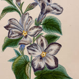 Bellflowers, Lovely 1872 Floral Watercolor Signed Marian Marcelin