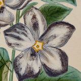 Bellflowers, Lovely 1872 Floral Watercolor Signed Marian Marcelin