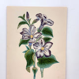 Bellflowers, Lovely 1872 Floral Watercolor Signed Marian Marcelin