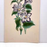Bellflowers, Lovely 1872 Floral Watercolor Signed Marian Marcelin