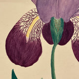 Marian Marcelin's 1859 Watercolor Iris ("Drawn from a flower which I had raised"