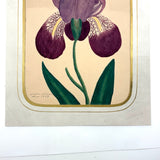 Marian Marcelin's 1859 Watercolor Iris ("Drawn from a flower which I had raised"
