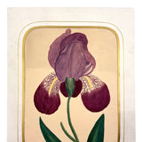 Marian Marcelin's 1859 Watercolor Iris ("Drawn from a flower which I had raised"