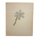 Yellow Bearded Pale Iris, Delicate Antique Watercolor