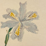 Yellow Bearded Pale Iris, Delicate Antique Watercolor