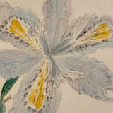 Yellow Bearded Pale Iris, Delicate Antique Watercolor